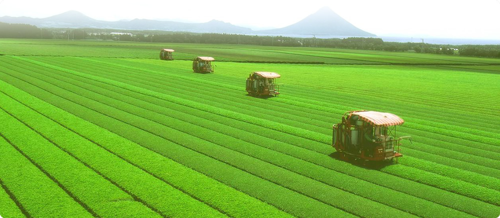 茶畑のご紹介