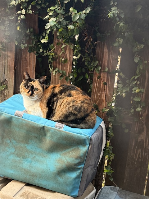 ホームページお問い合わせ復旧しました